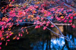 美国一级av热门内容